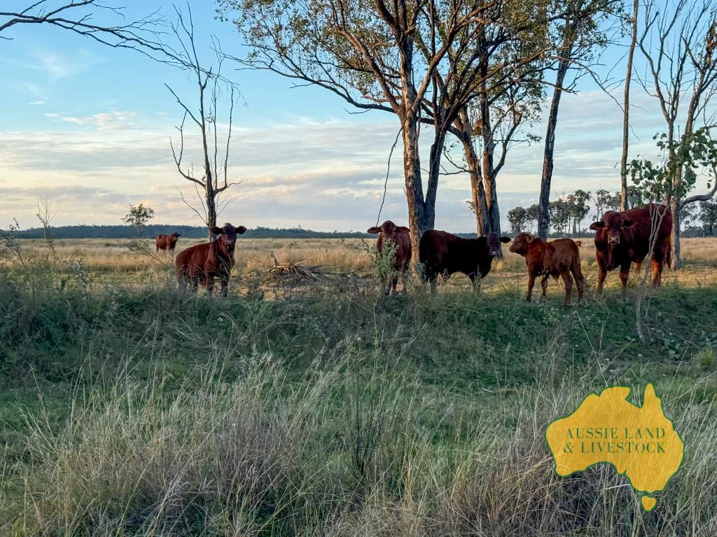 Additional image 24 of 8 SCREENING PLANT ROAD, Cynthia QLD 4627