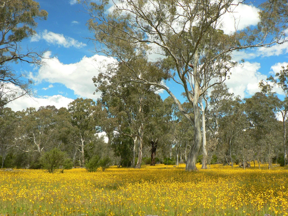 Additional image 23 of 250 Hoffmanns Road, Mooralla VIC 3314