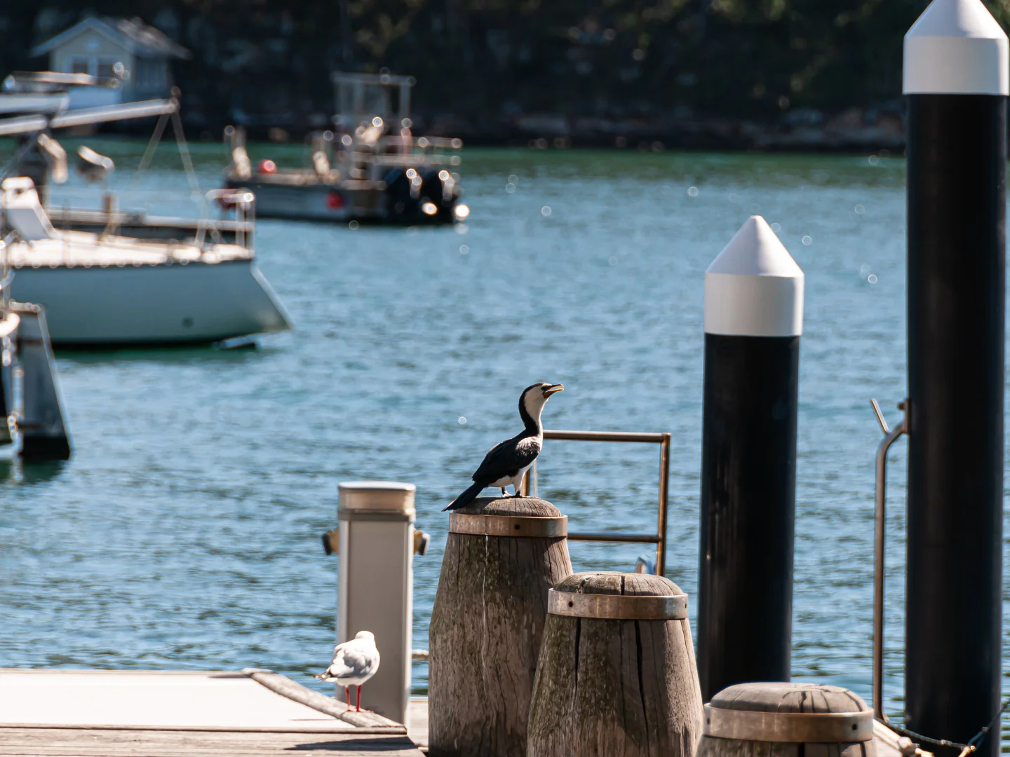 Additional image 21 of 125 Richard Rd, Scotland Island NSW 2105