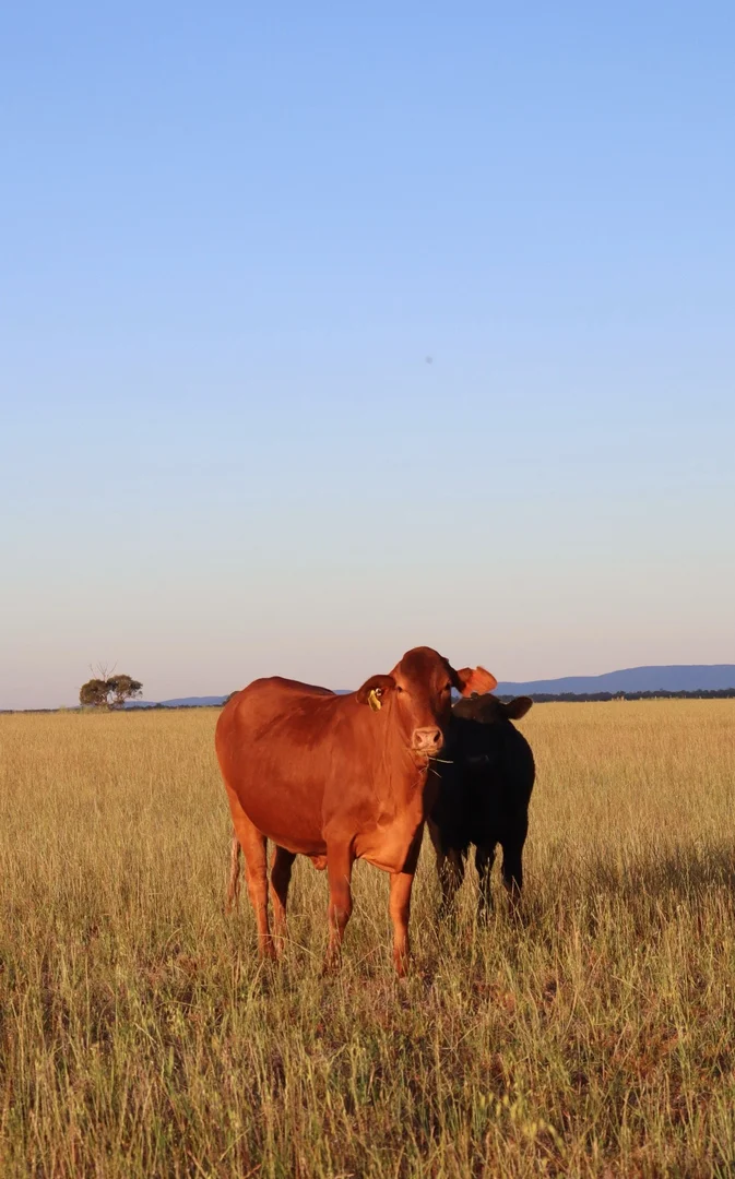 Additional image 18 of 655 Boorr Hill Road, Parkes NSW 2870