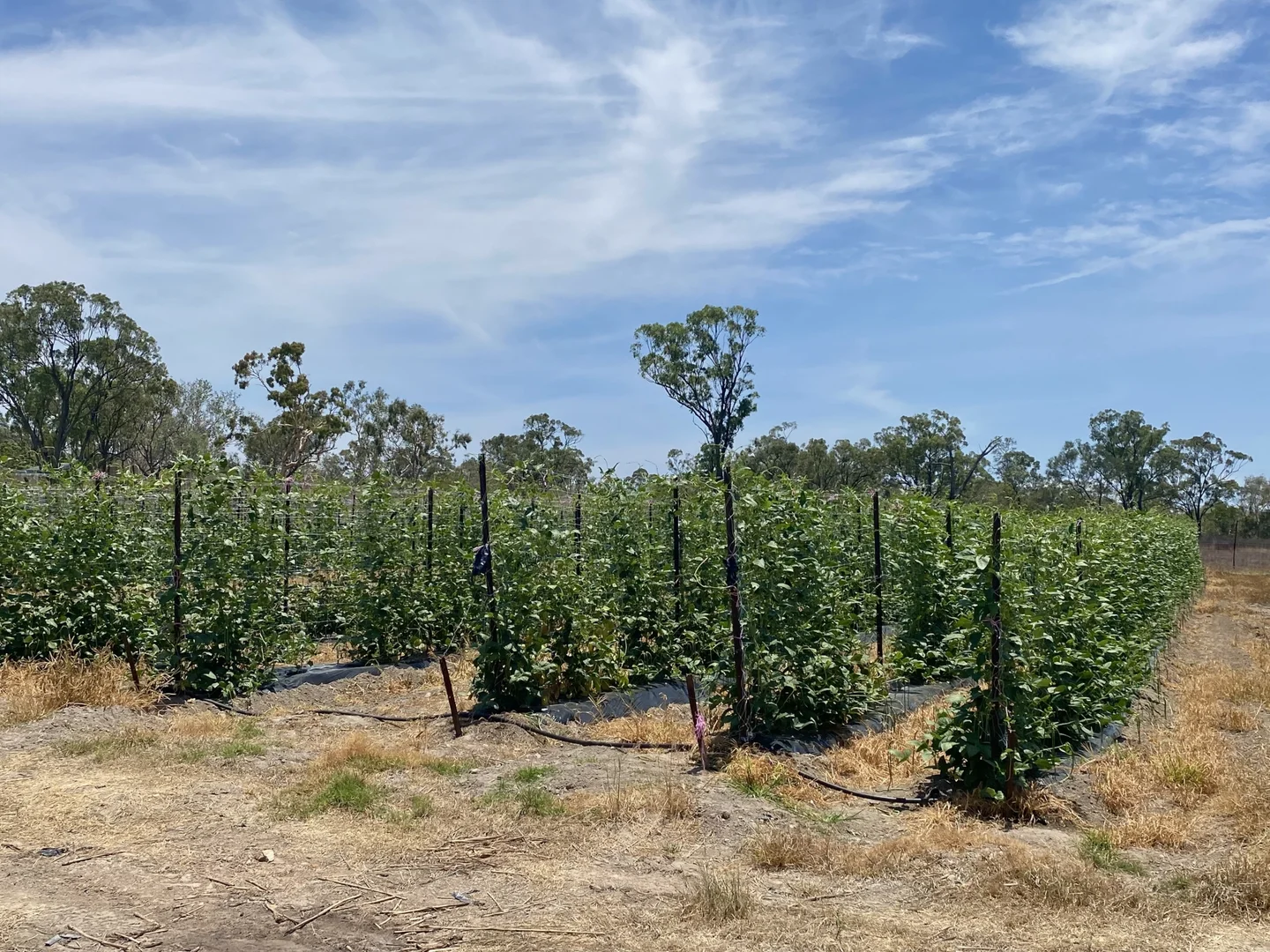 Additional image 6 of 1 Greta Road, Oak Valley QLD 4811