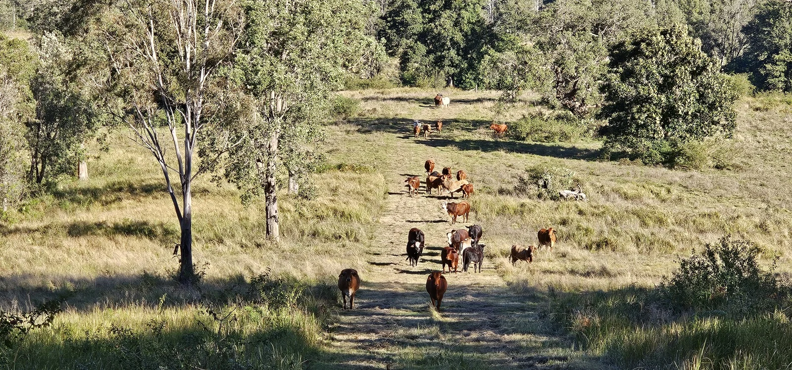 Additional image 7 of 2400 Busbys Flat Road, Busbys Flat NSW 2469