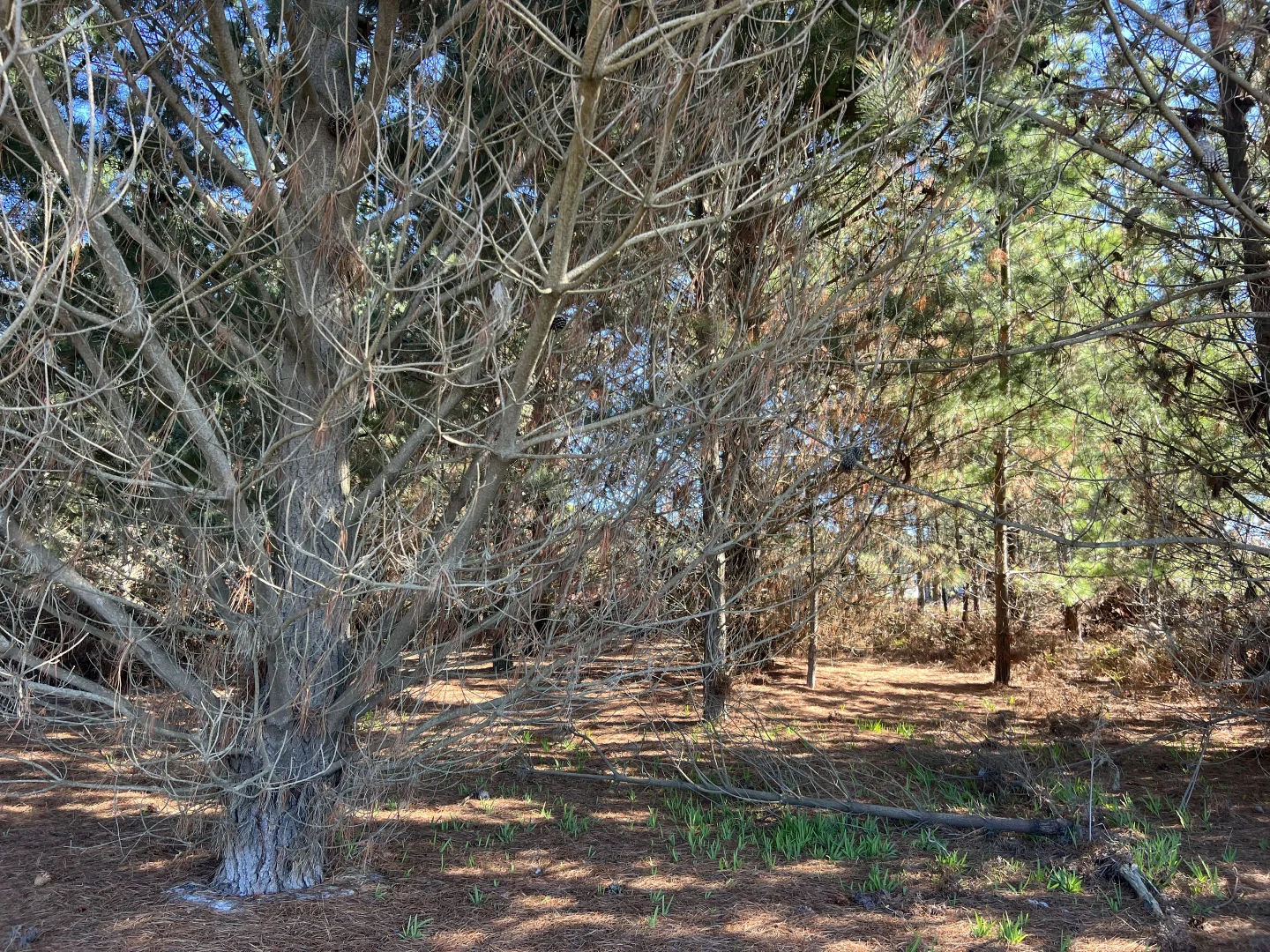 Additional image 2 of 4 & 5 Bertram Street, Naracoopa TAS 7256