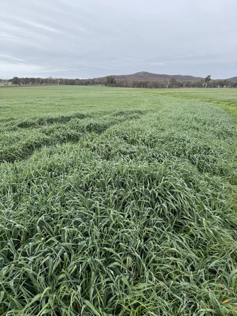 Additional image 31 of 301 Boggy Creek Road, Moyhu VIC 3732