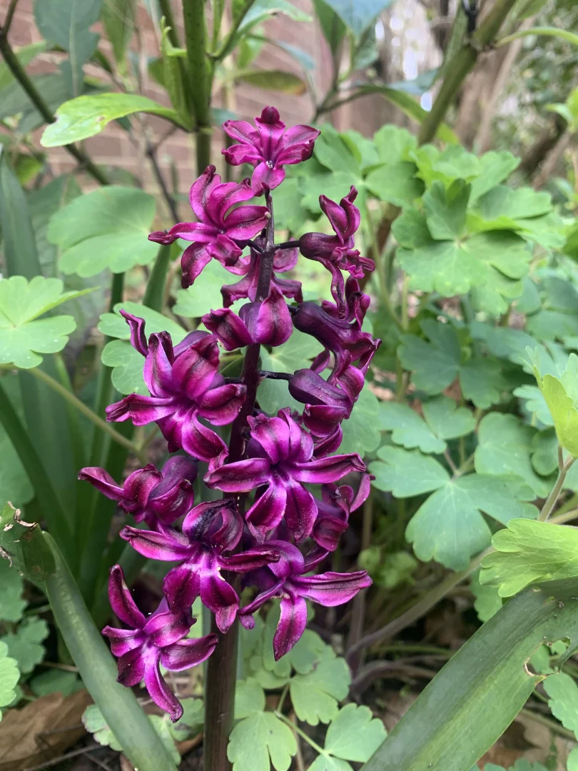 Additional image 22 of 805 Mount Macedon Road, Mount Macedon VIC 3441