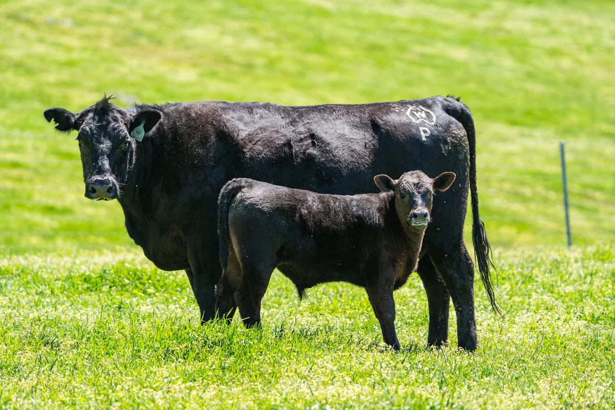 Additional image 7 of 3465 Murray Valley Highway, Berringama VIC 3691