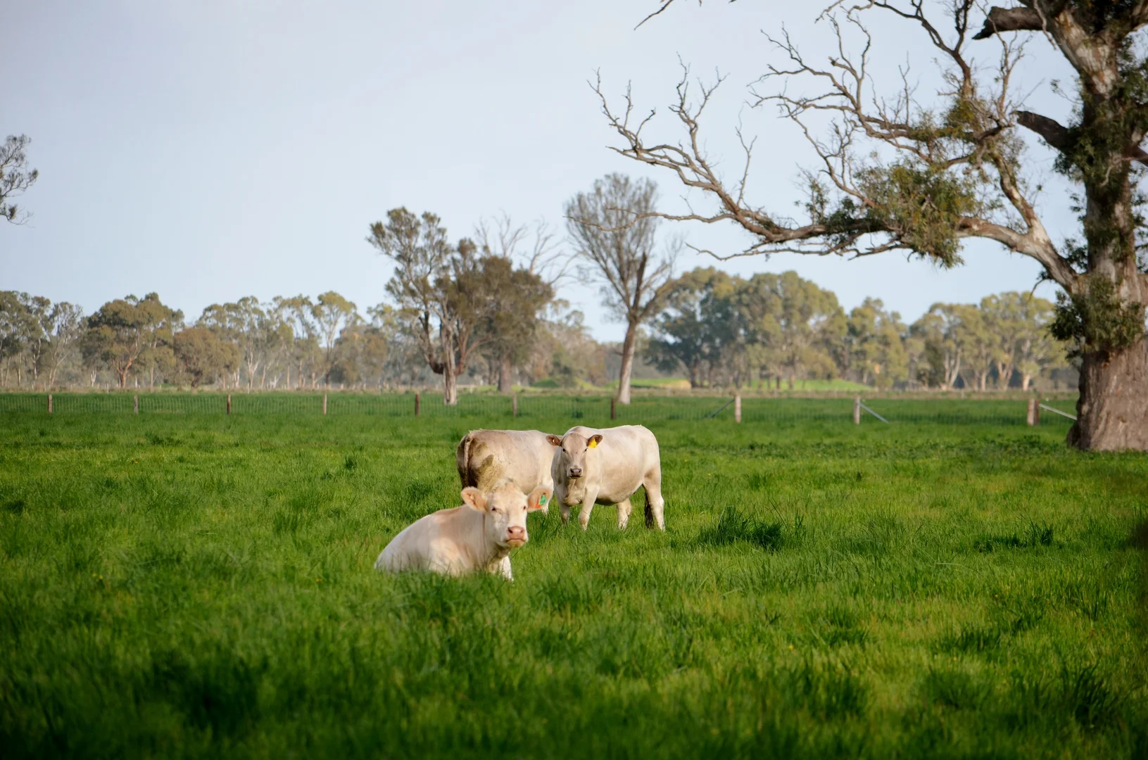 Additional image 8 of 1898 Patyah Road, Edenhope VIC 3318