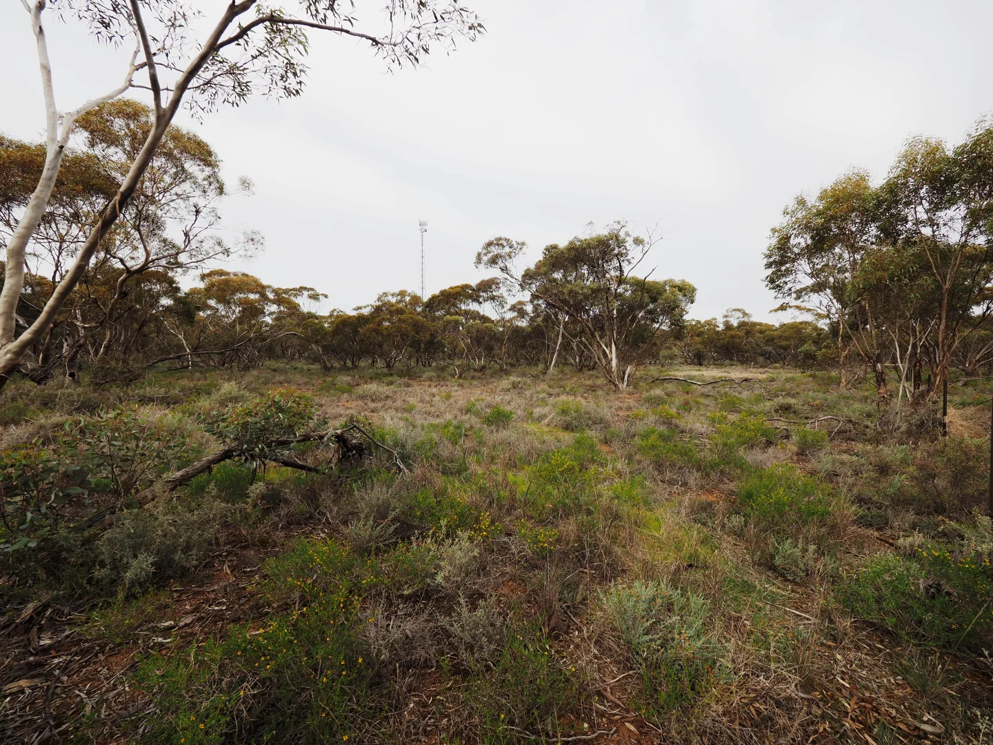 Additional image 6 of Lots 1-6, Towns Street, Chillingollah VIC 3585