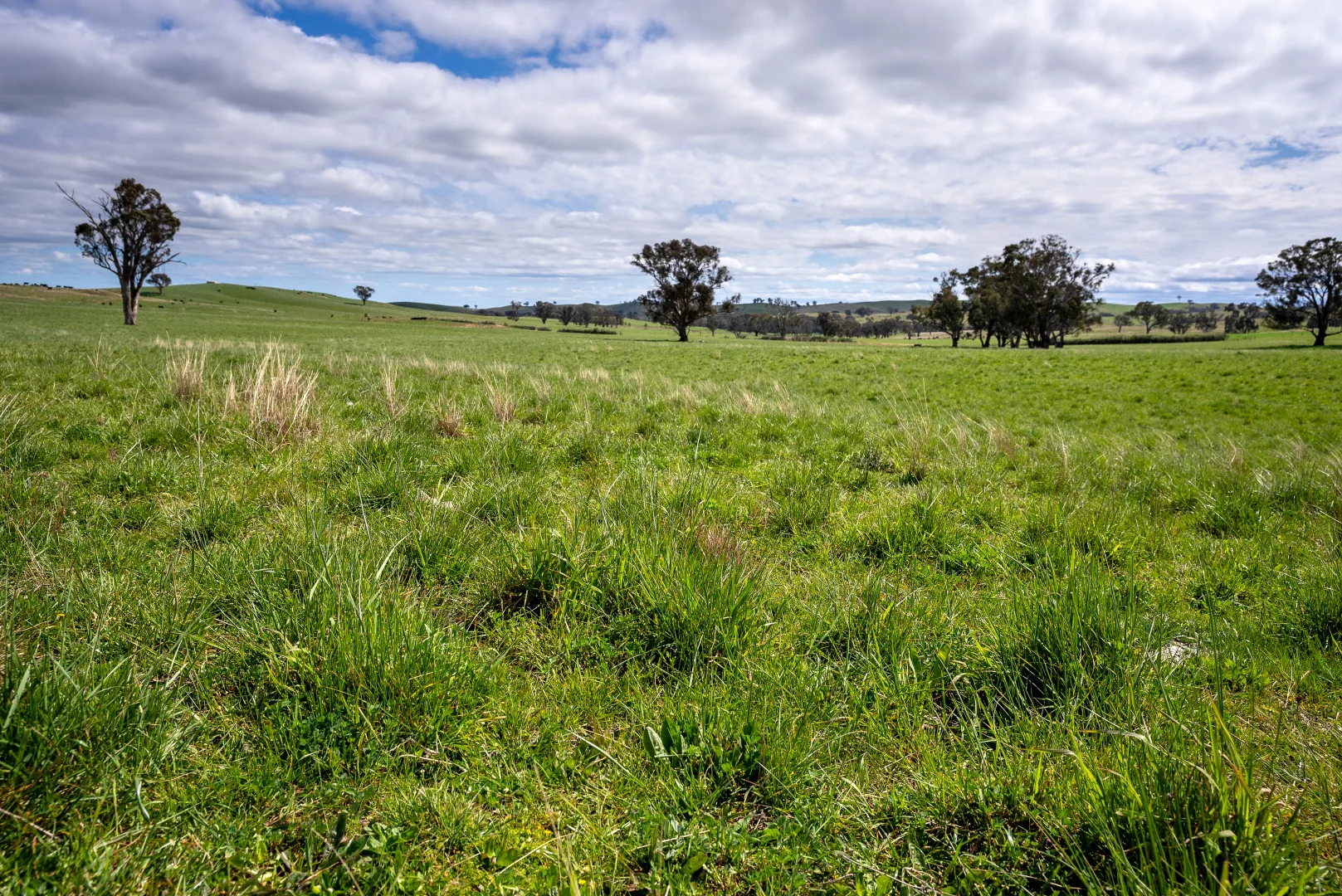 Additional image 20 of 'Cronga Peak' 157 Cronga Peak Road, Molong NSW 2866