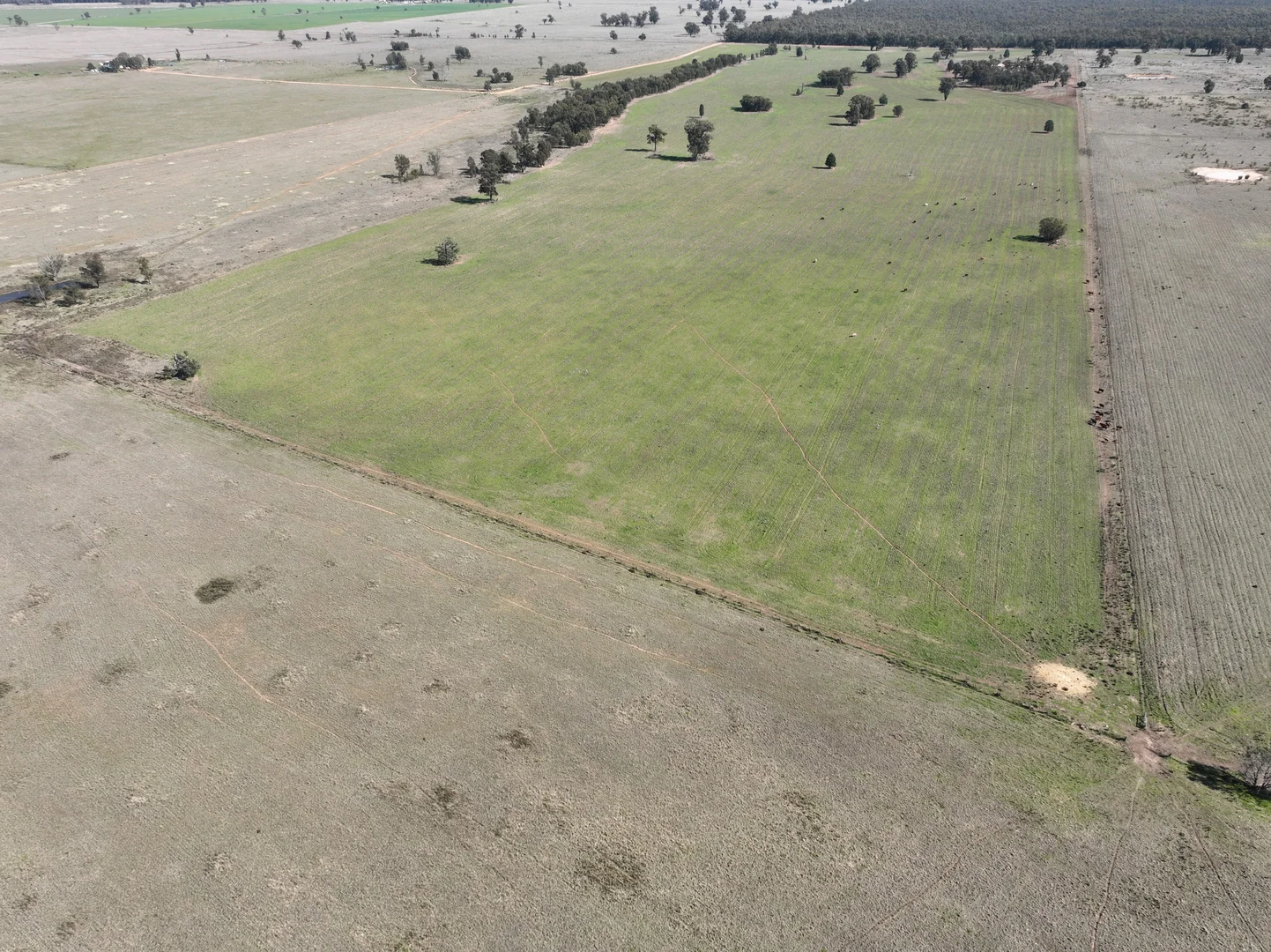 Additional image 9 of 'West Tarrawonga' 56 Donnelly Road, Eumungerie NSW 2822