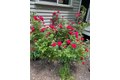 Additional image 38 of 14 Meadow Crest Dr, Woodbury, CT, 06798