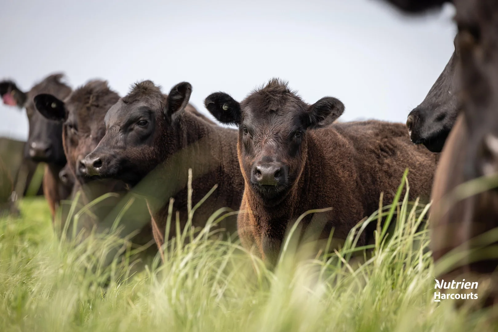 Additional image 3 of 18462 Princes Highway, Kingston Se SA 5275