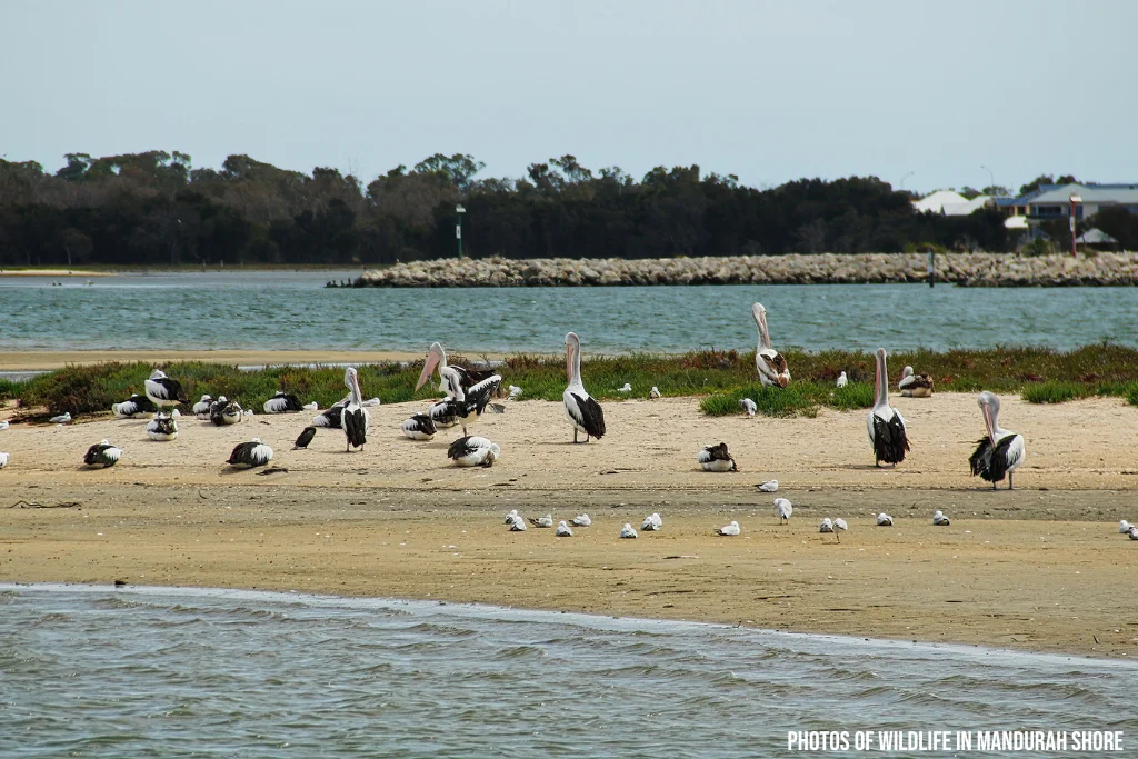 Additional image 9 of 173 Dotterel Drive, Mandurah WA 6210
