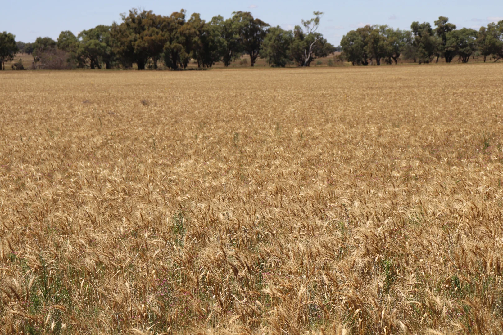 Additional image 27 of 655 Boorr Hill Road, Parkes NSW 2870