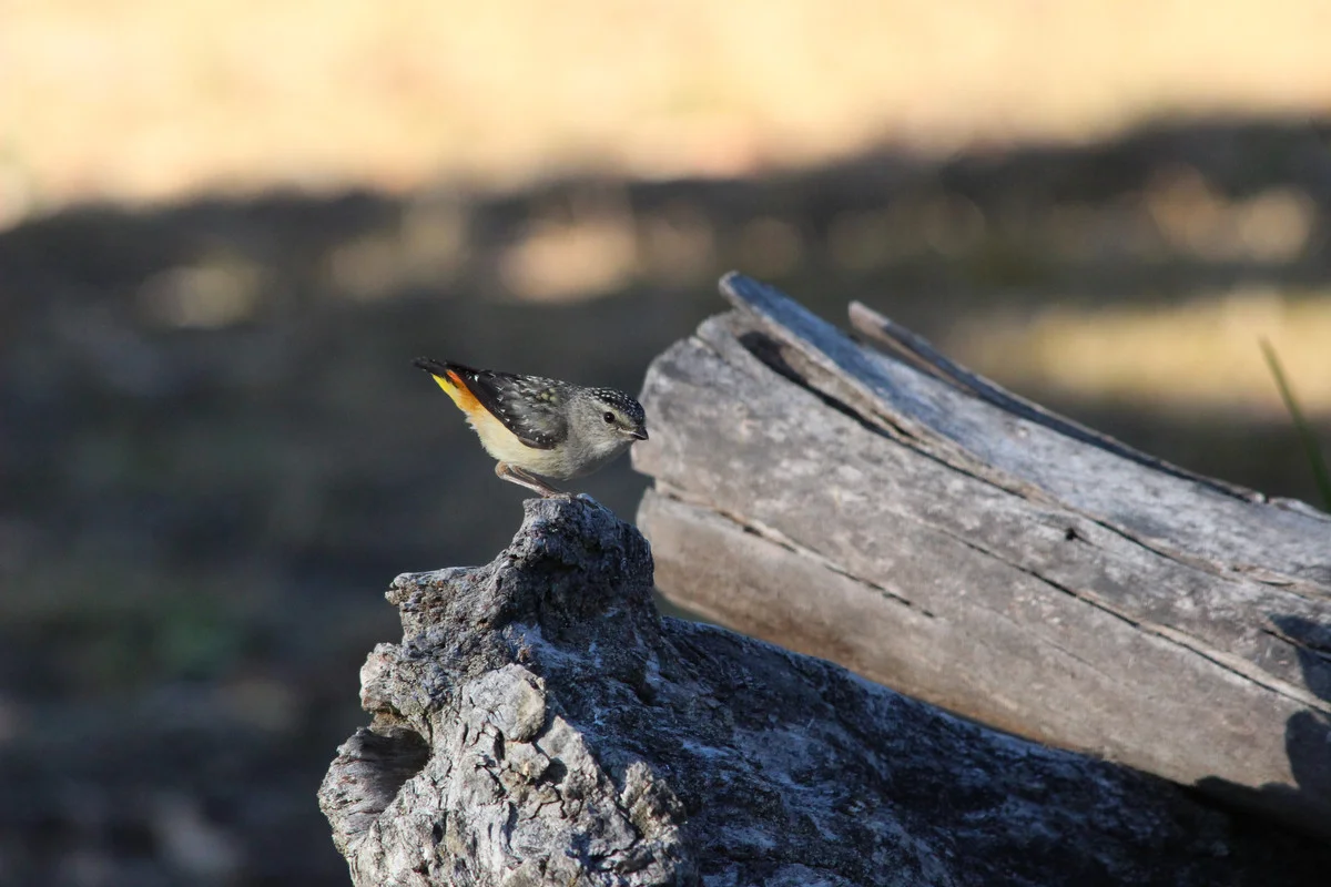 Additional image 24 of 250 Hoffmanns Road, Mooralla VIC 3314