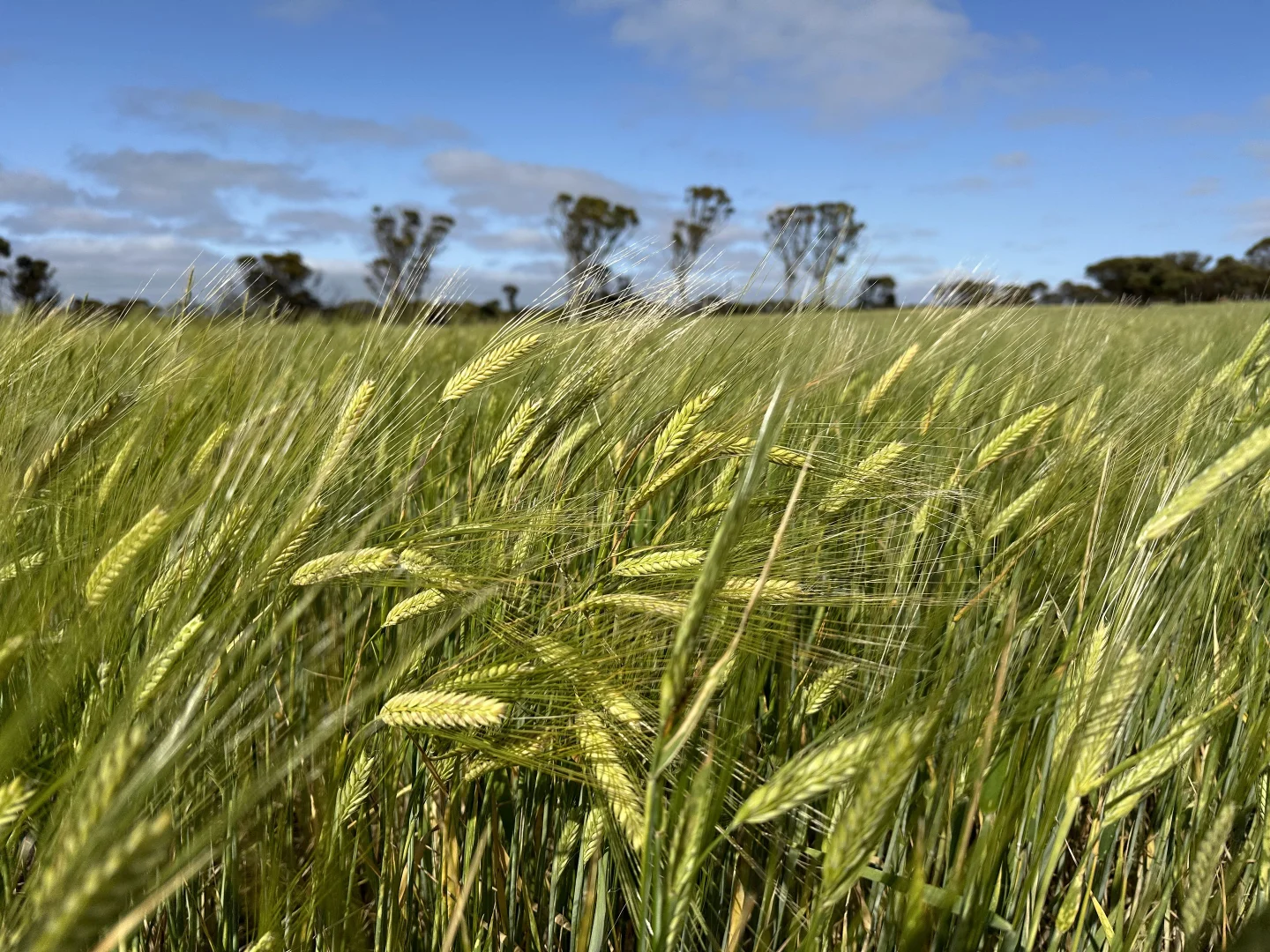 Additional image 9 of 2501 Hyden Norseman Road, Hyden WA 6359
