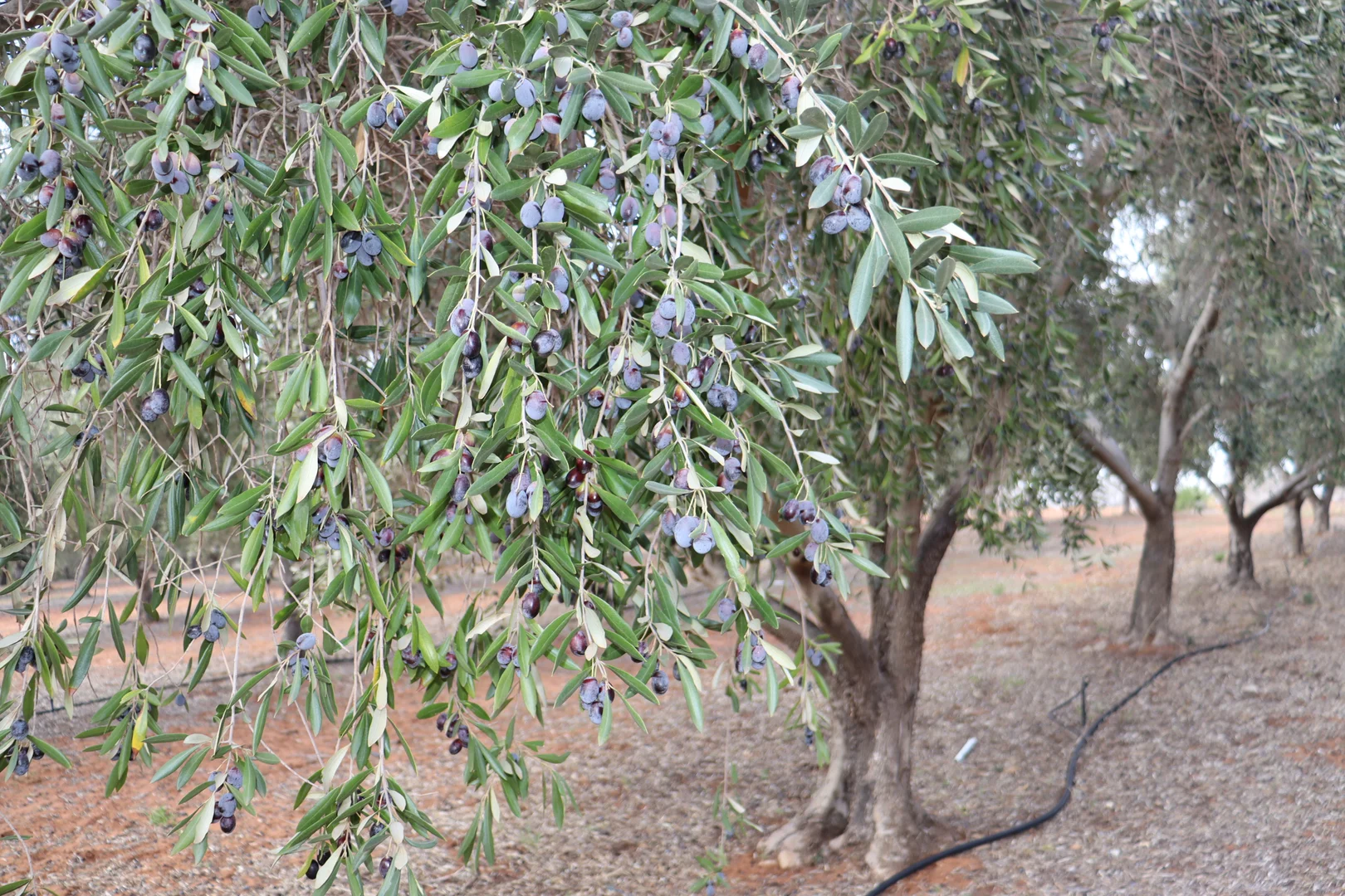 Additional image 34 of 334 Katarapko Crescent, Winkie SA 5343