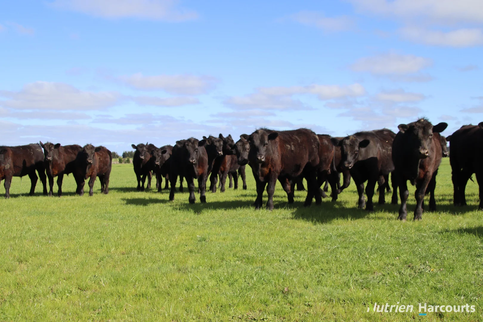 Additional image 18 of 524 Remembrance Drive, Windermere VIC 3352
