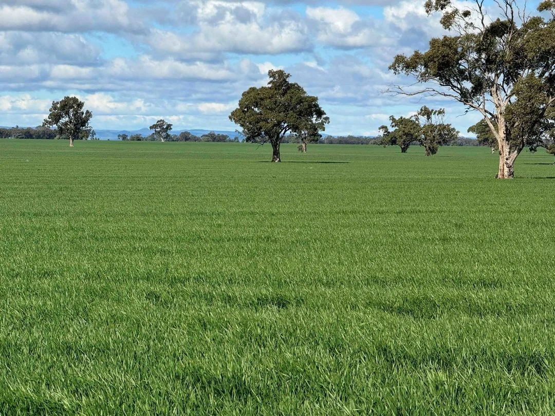 Additional image 13 of Cheecome and Carols, Moree NSW 2400