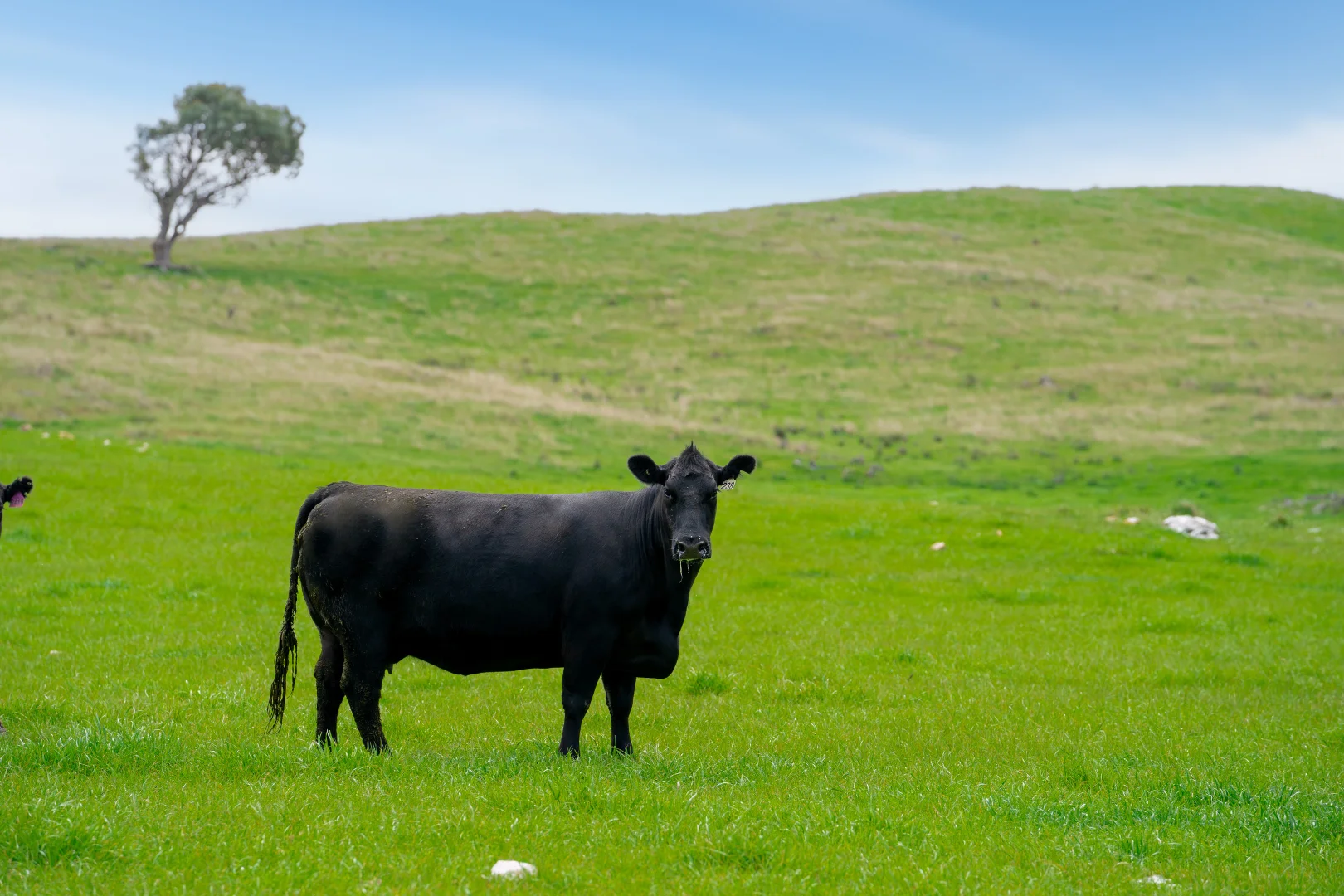 Additional image 28 of 'Cronga Peak' 157 Cronga Peak Road, Molong NSW 2866