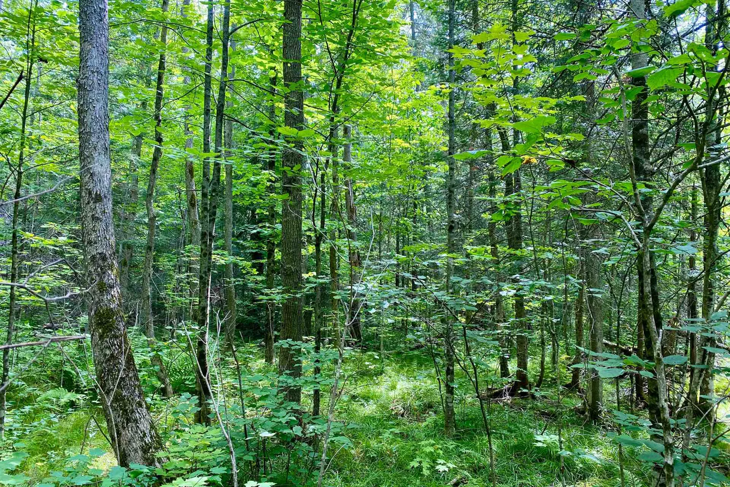 Additional image 12 of Lot 6-B 522 Highway