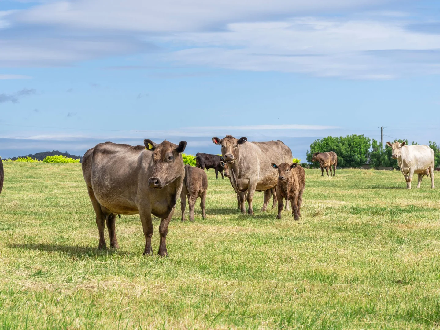 Additional image 25 of 4 Travers Lane, Howth TAS 7316