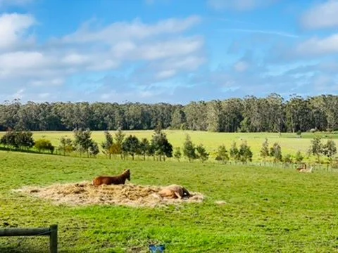 Additional image 18 of 240 Pipeline Road, Forrest VIC 3236