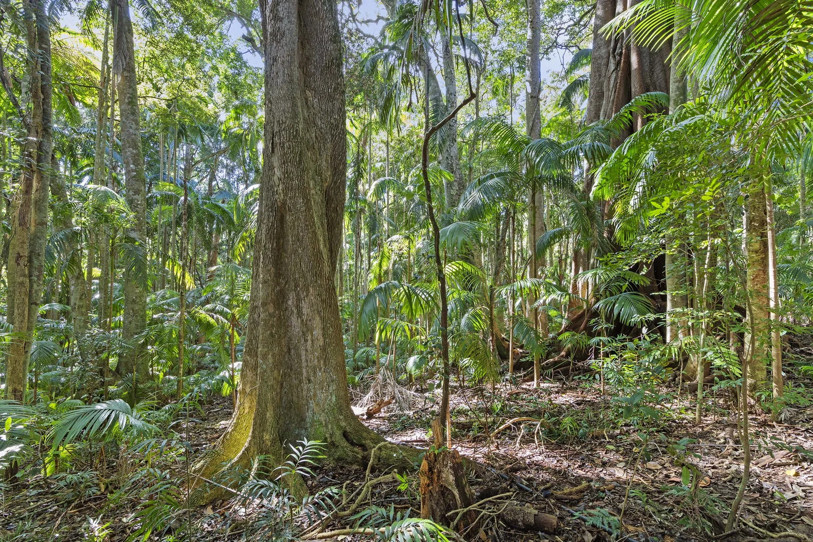 Additional image 6 of 28a Geissmann Street, Tamborine Mountain QLD 4272