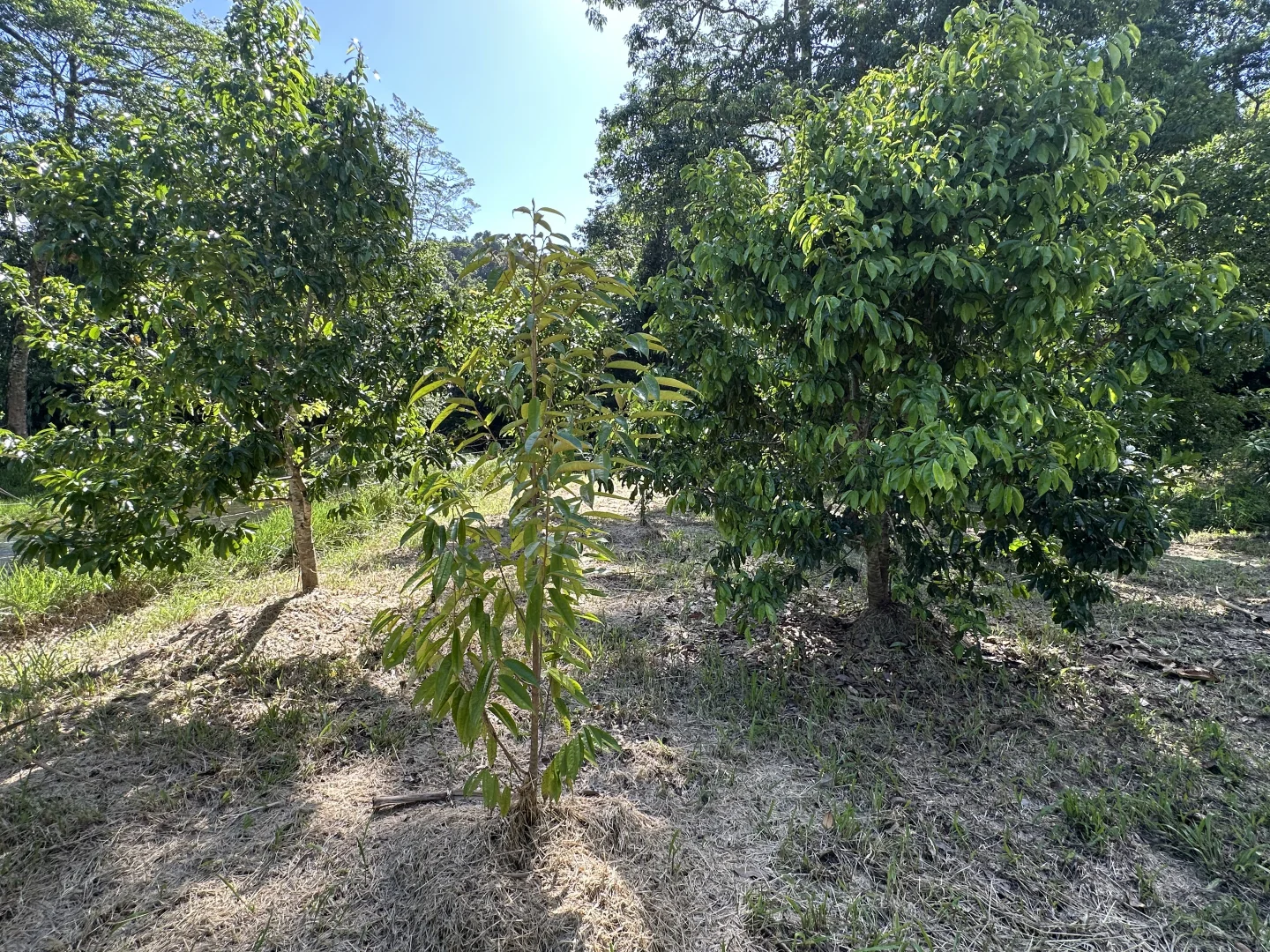 Additional image 20 of Japoonvale QLD 4856