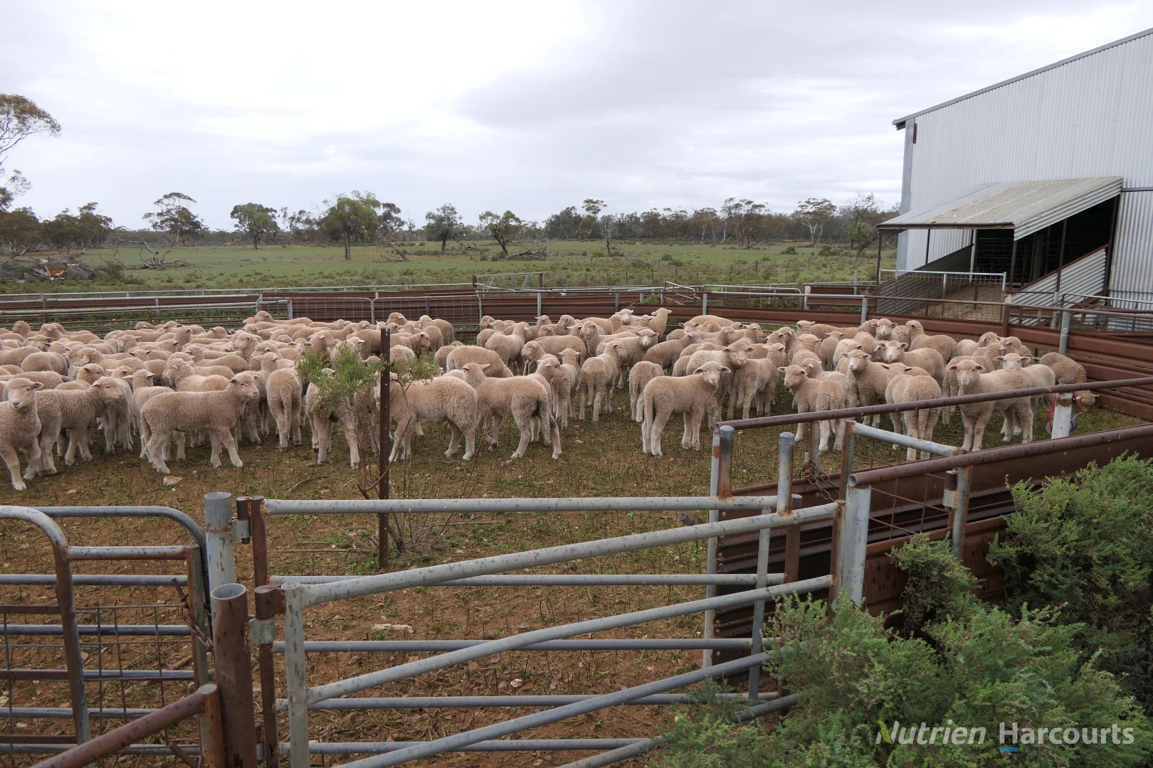 Additional image 34 of * Magenta Aggregation, Balranald NSW 2715