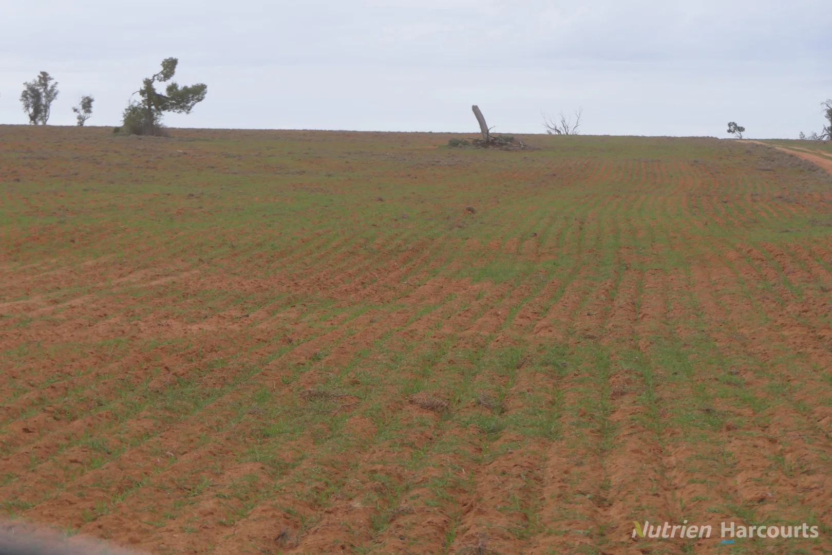 Additional image 9 of * Magenta Aggregation, Balranald NSW 2715