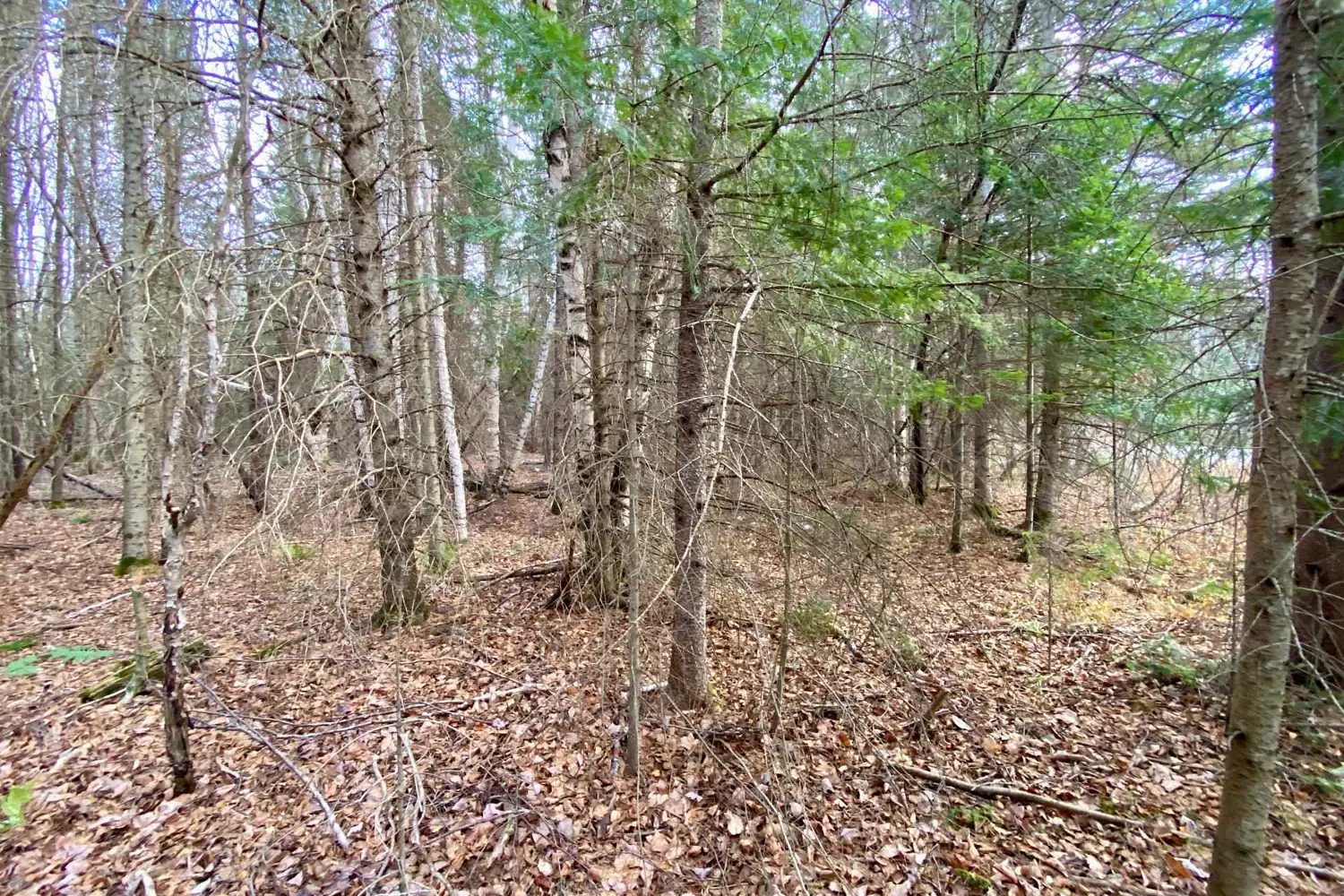 Additional image 5 of Lot 0-B Legrou's Lake Road