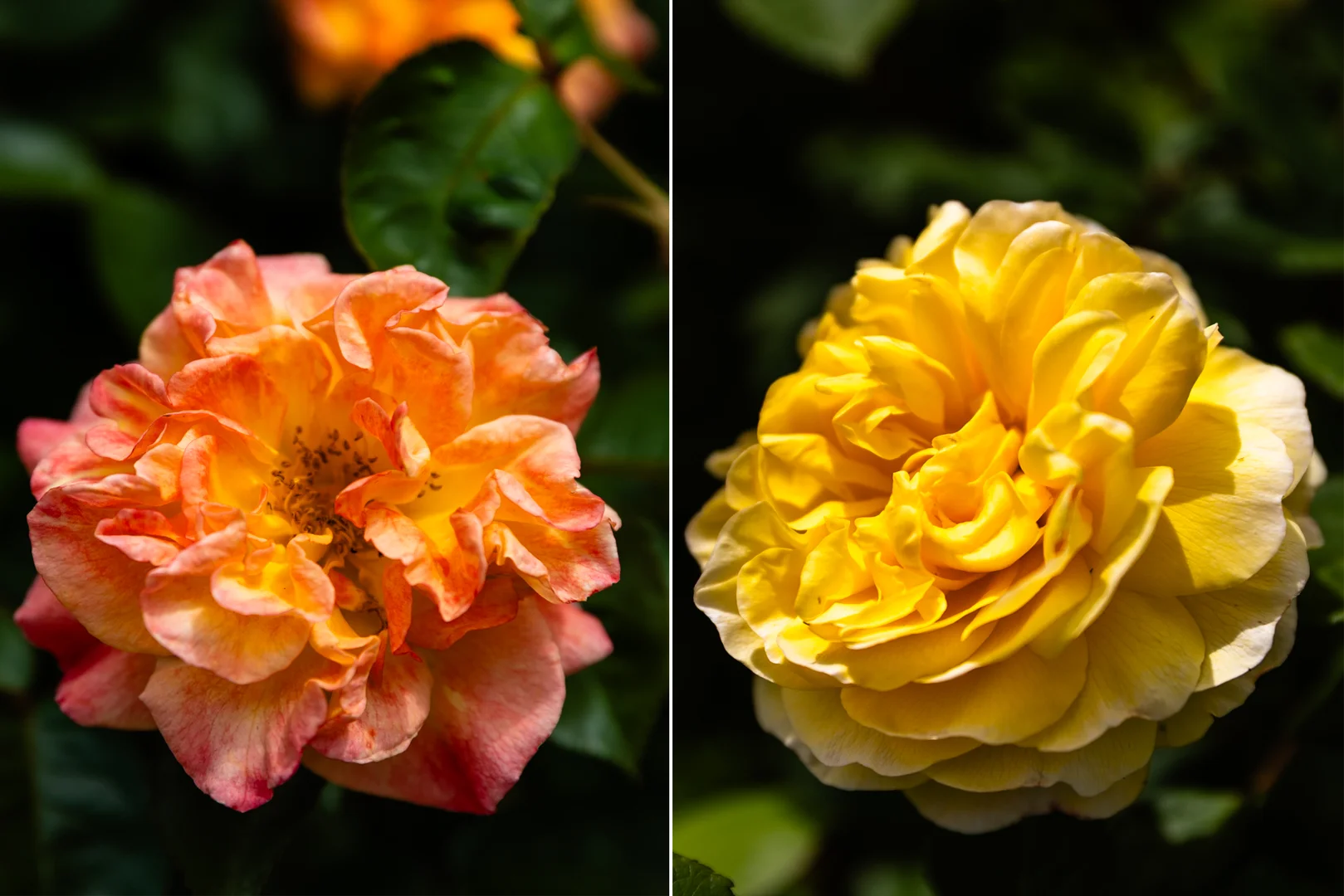 Additional image 4 of 550 Mcdonalds Road, Clonbinane VIC 3658