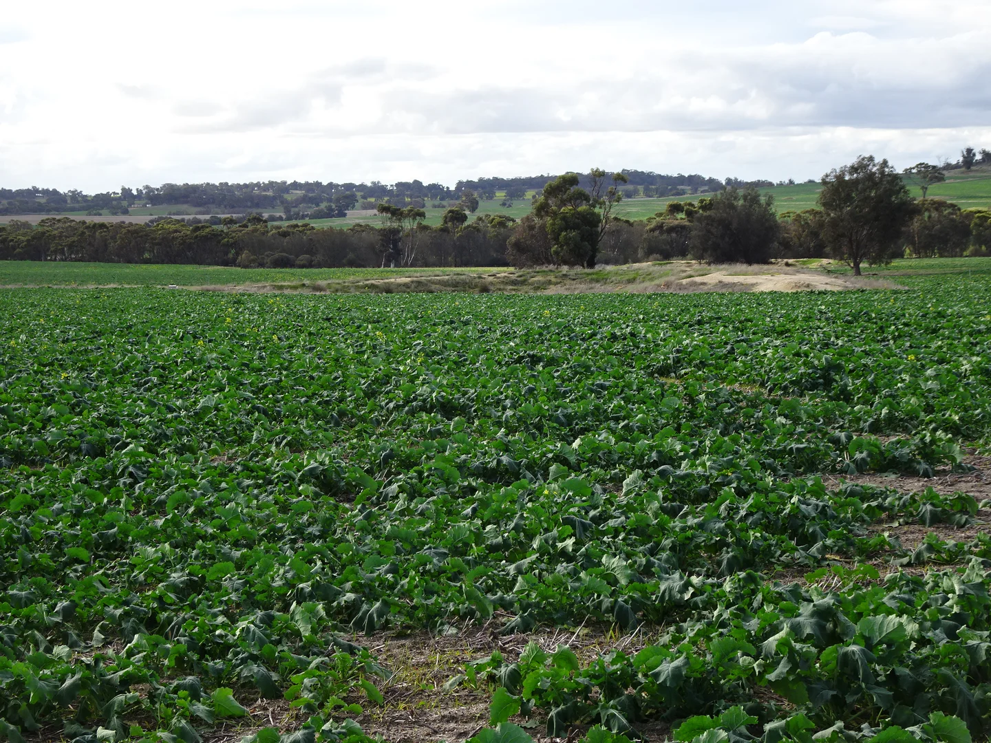 Additional image 6 of Grout Road, Cuballing WA 6311