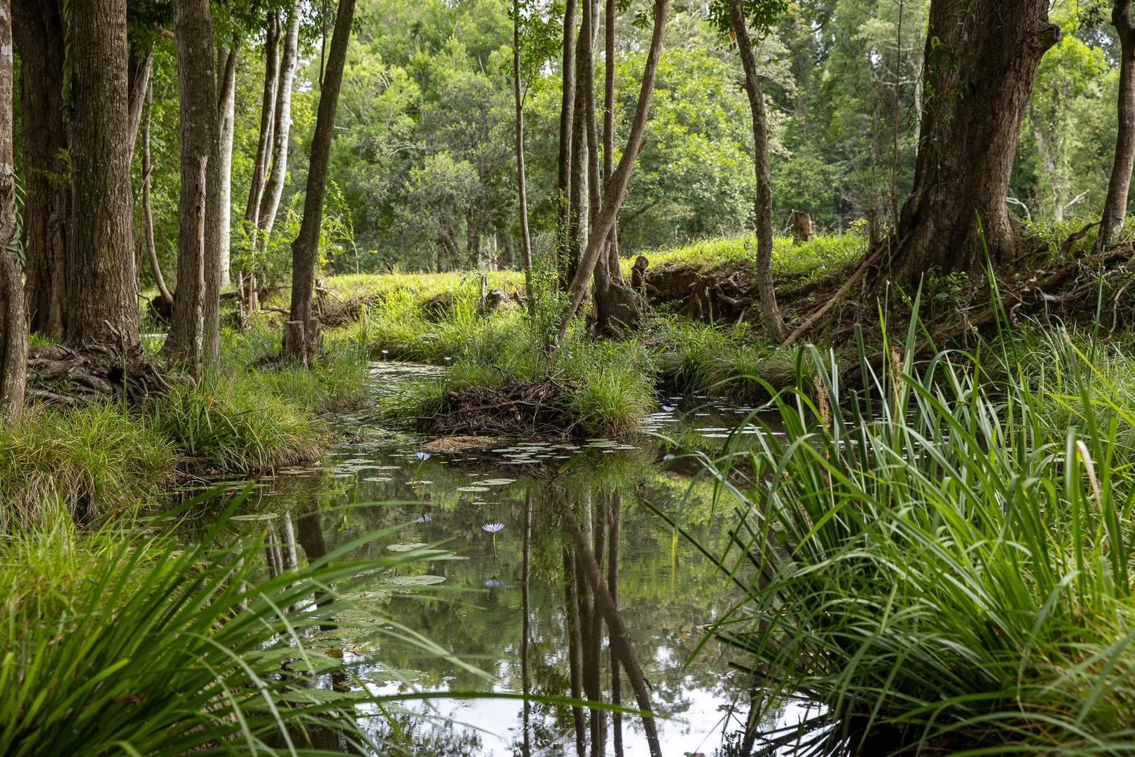 Additional image 19 of 300 Martells Road, Bellingen NSW 2454