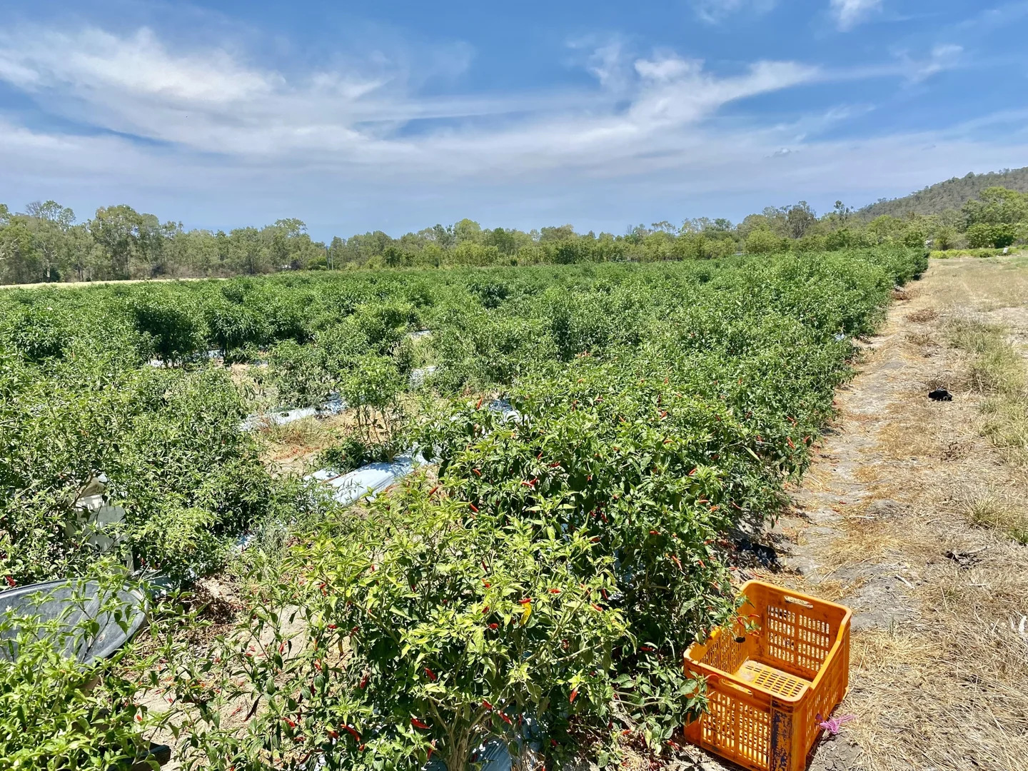 Additional image 8 of 1 Greta Road, Oak Valley QLD 4811