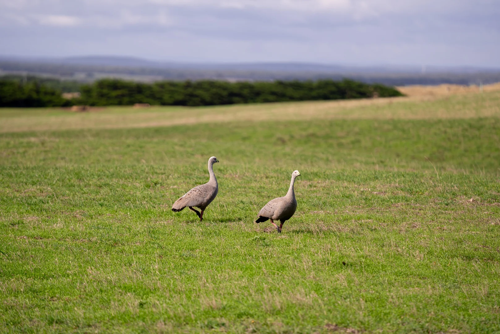 Additional image 18 of 1907 Woolnorth Road, Woolnorth TAS 7330