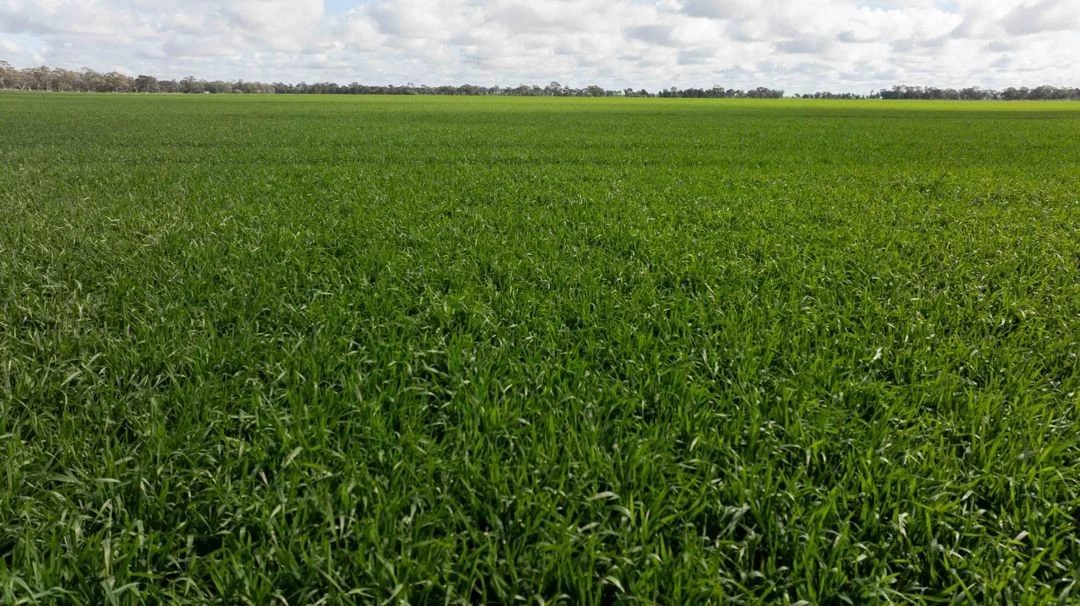 Additional image 2 of Cheecome and Carols, Moree NSW 2400