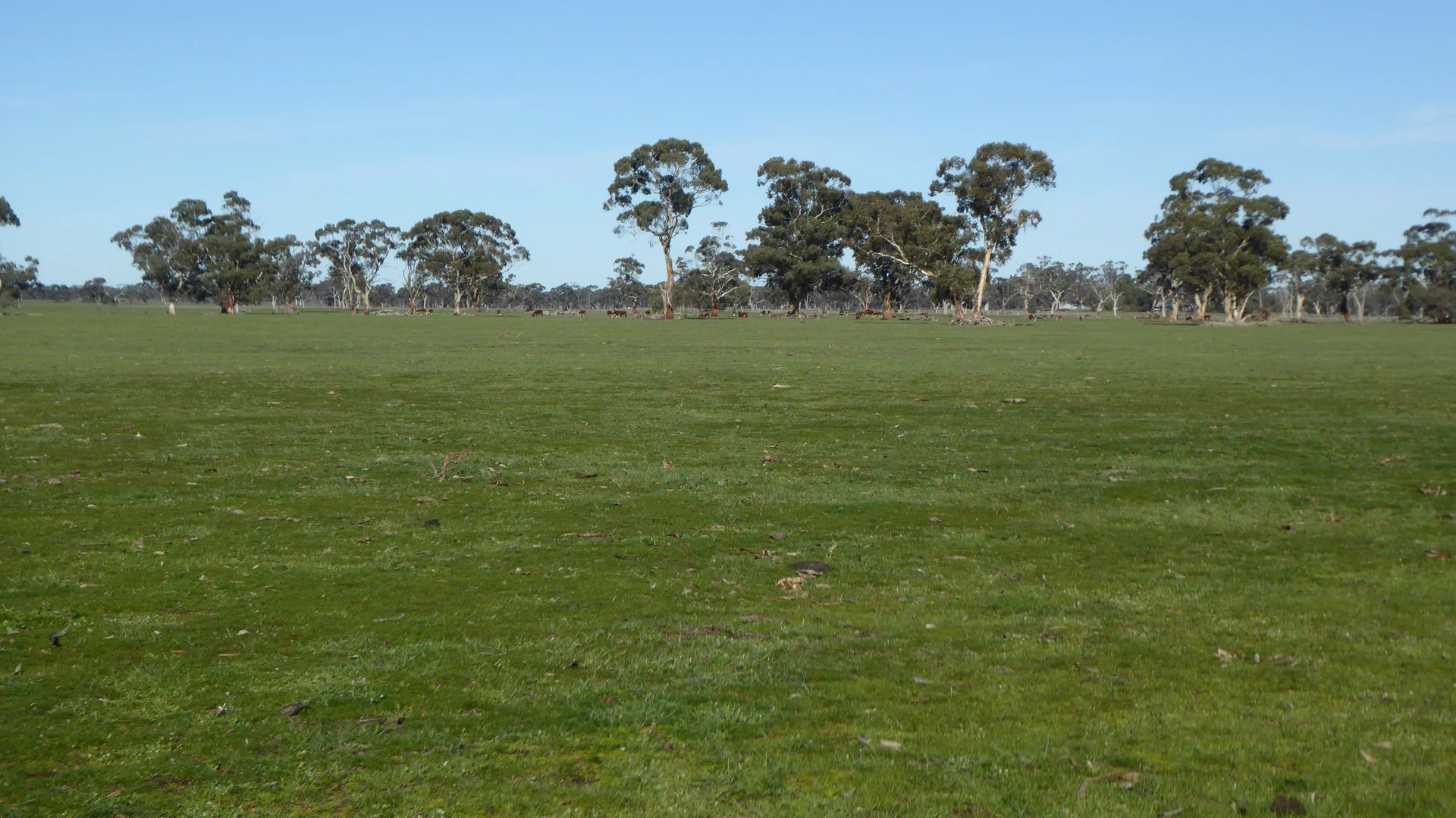 Additional image 17 of 2147 Bangham Road, Frances SA 5262