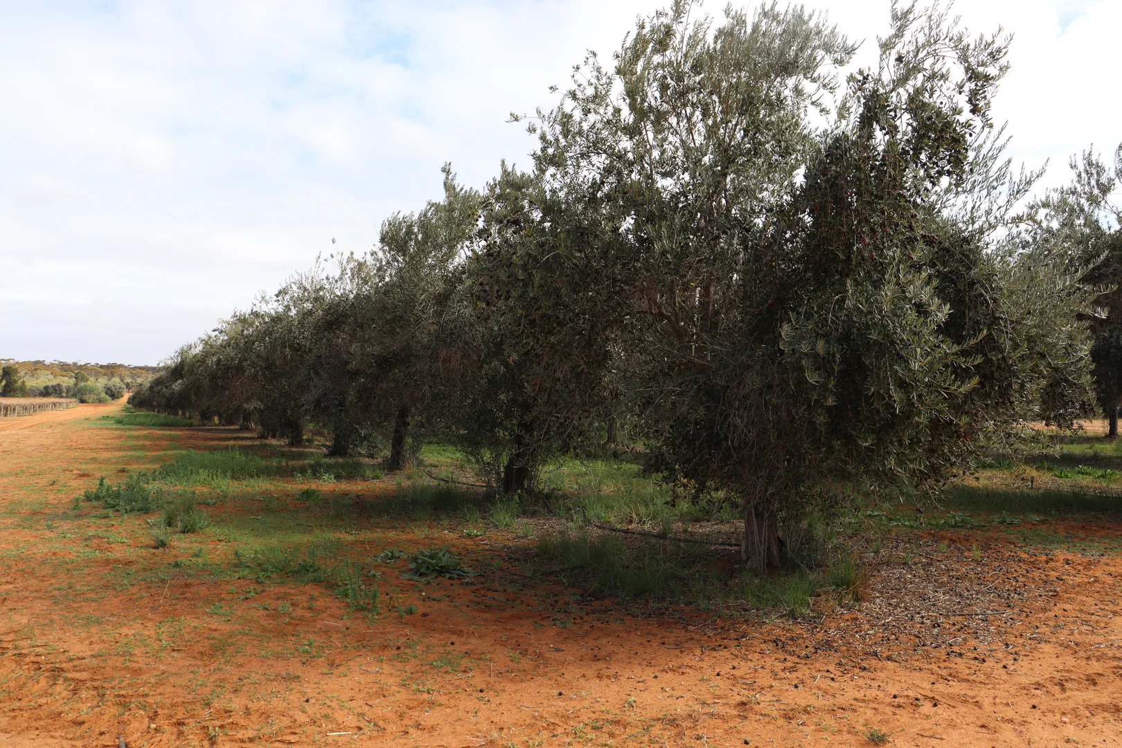 Additional image 28 of 334 Katarapko Crescent, Winkie SA 5343