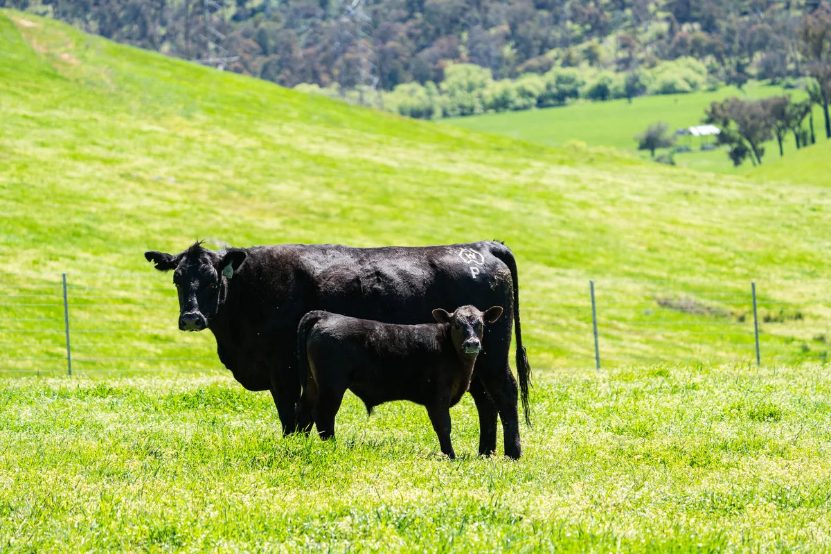 Additional image 14 of 3465 Murray Valley Highway, Berringama VIC 3691