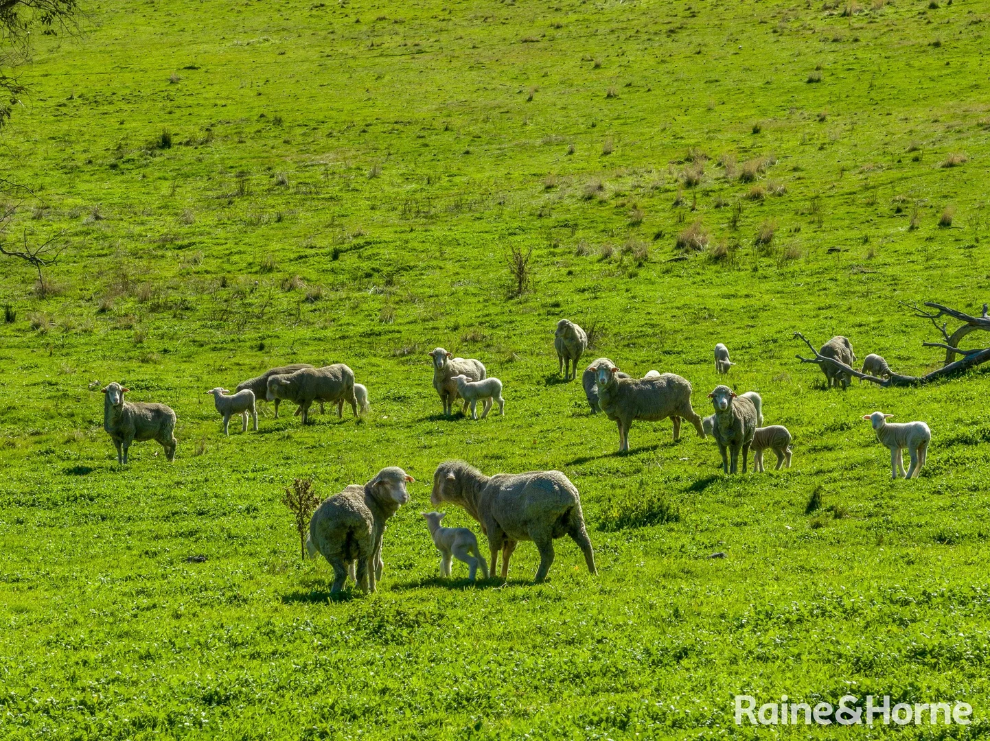 Additional image 16 of 2306 Bigga Road, Bigga NSW 2583