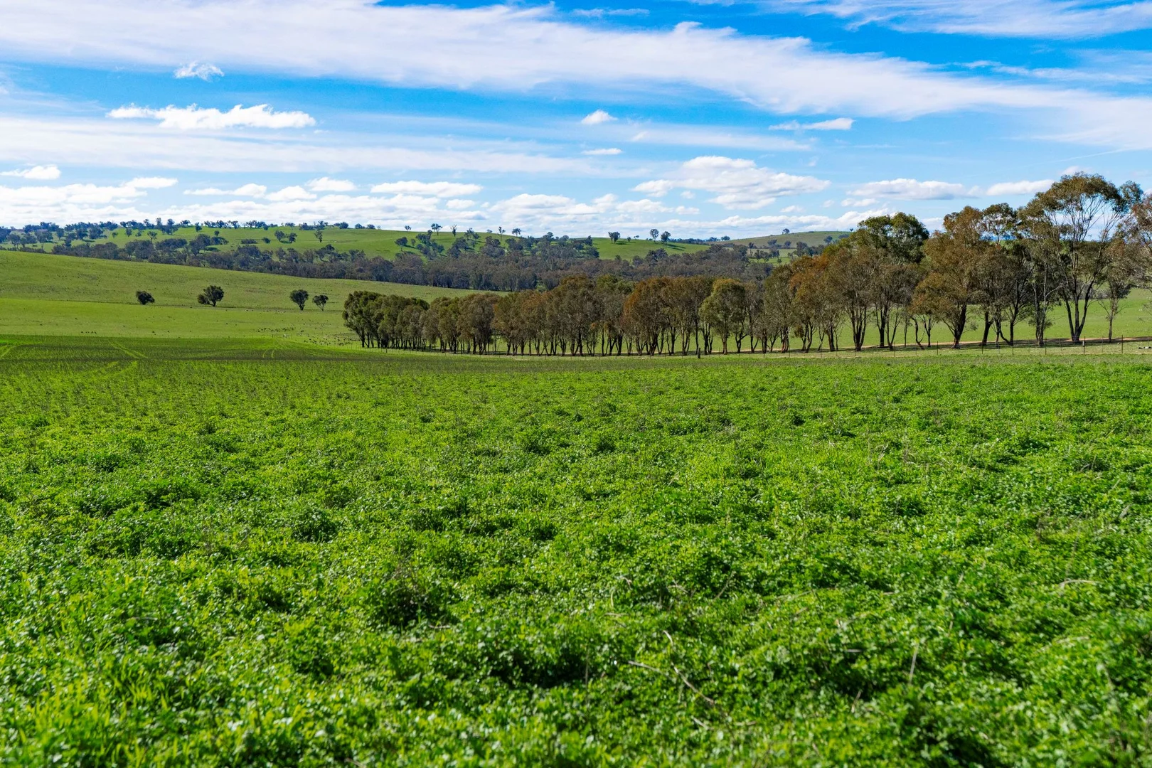 Additional image 5 of 670 Leahy Road, Wagga Wagga NSW 2650