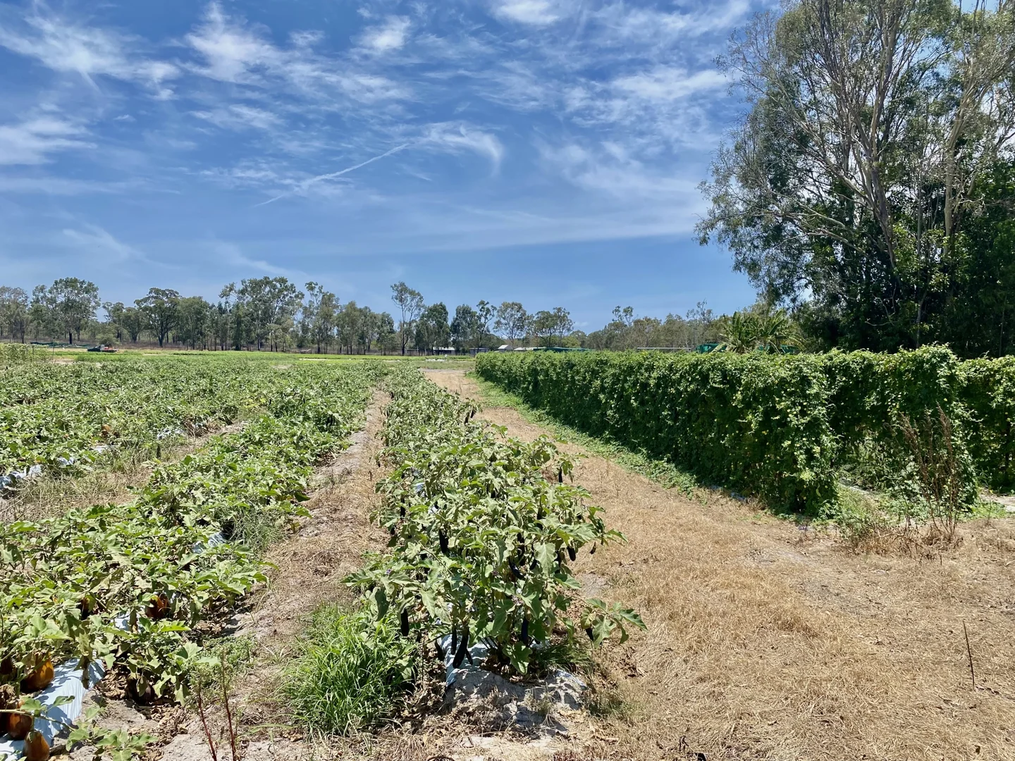 Additional image 17 of 1 Greta Road, Oak Valley QLD 4811