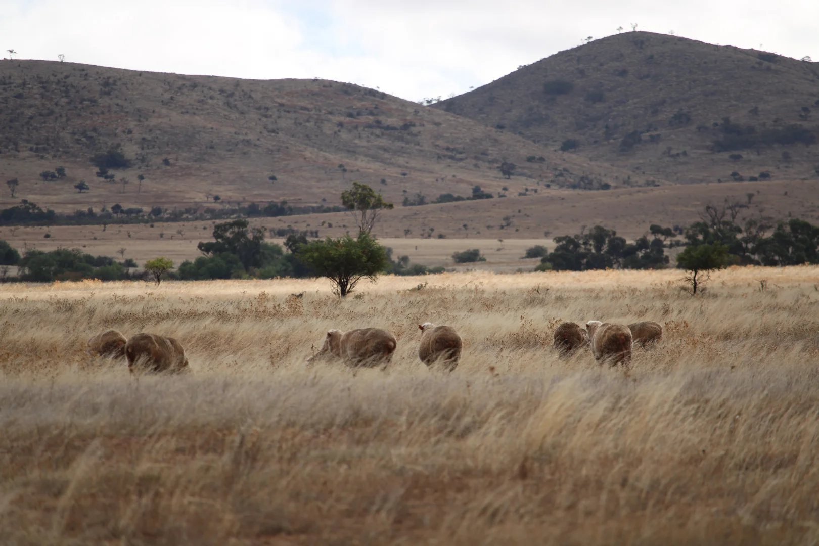 Additional image 13 of "Woodlands" Black Rock Road, Minvalara SA 5422