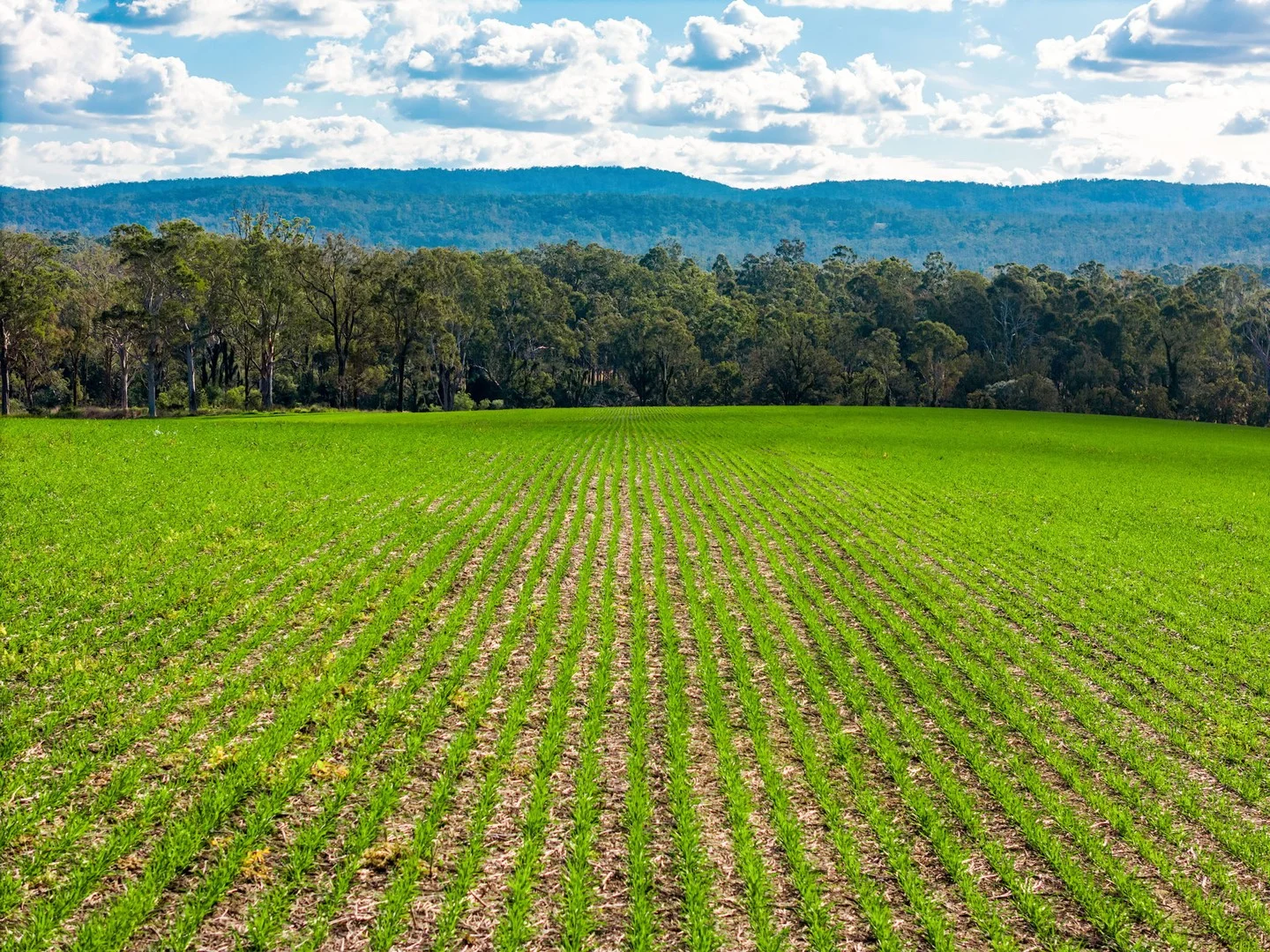 119 Paddys Flat Road, Tabulam NSW 2469