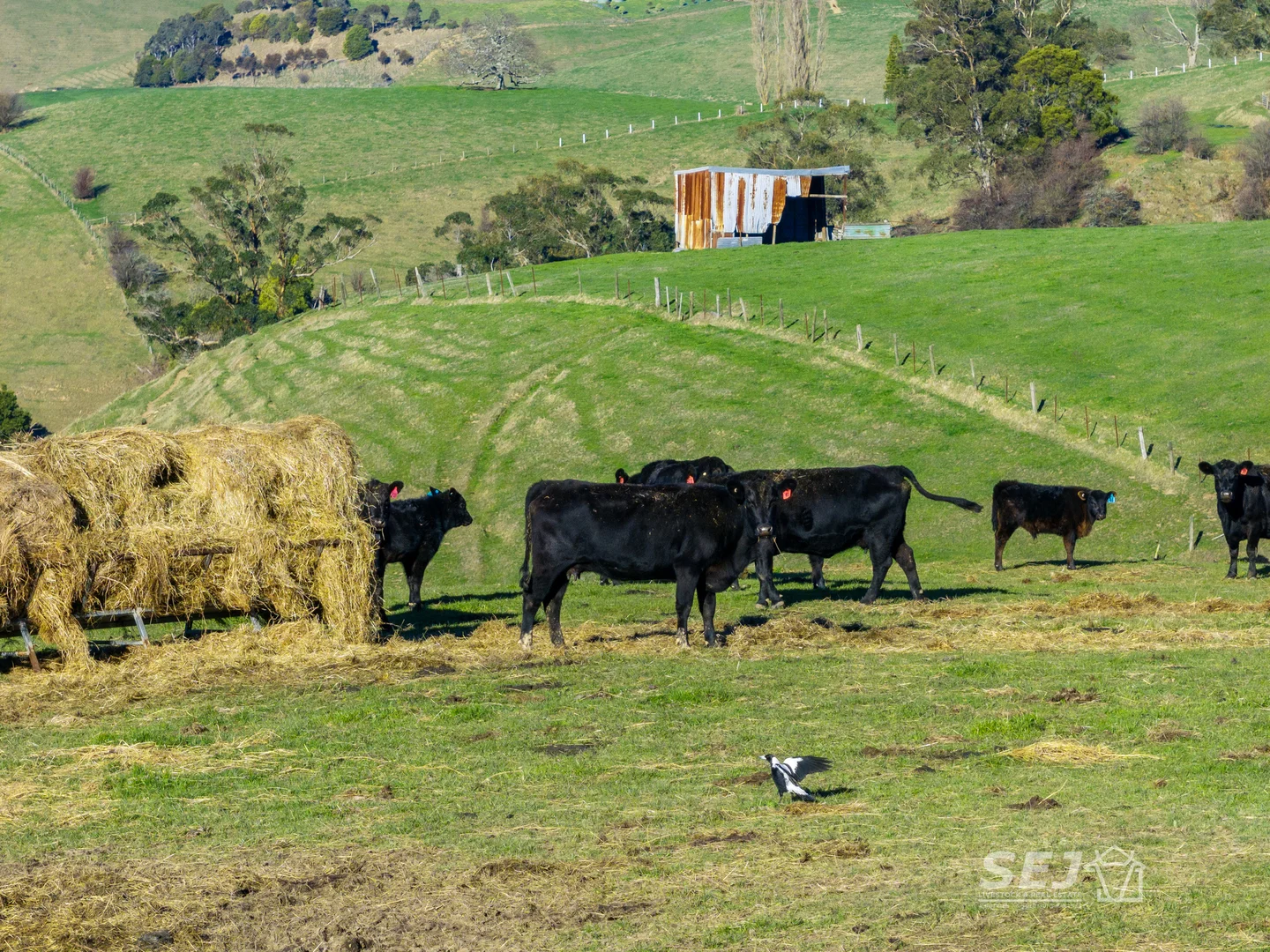 Additional image 16 of 710 Korumburra - Warragul Road, Ranceby VIC 3951