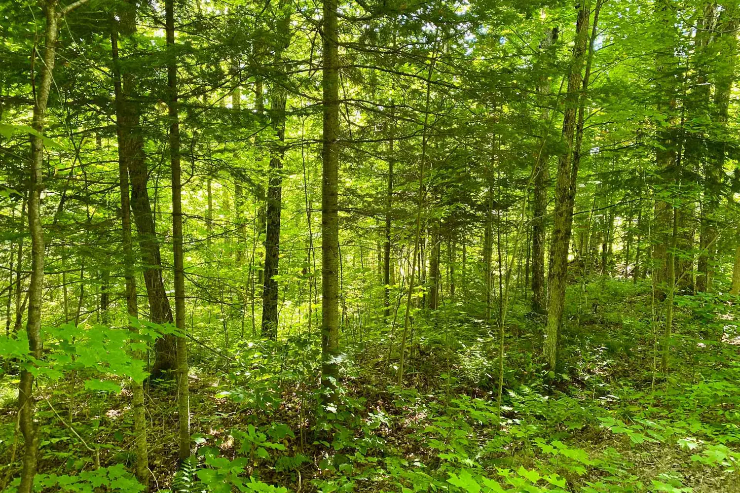 Additional image 15 of Lot 6-B 522 Highway
