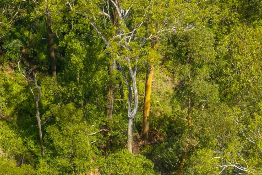 Additional image 4 of 384 Eastern Boundary Road, Rollands Plains NSW 2441