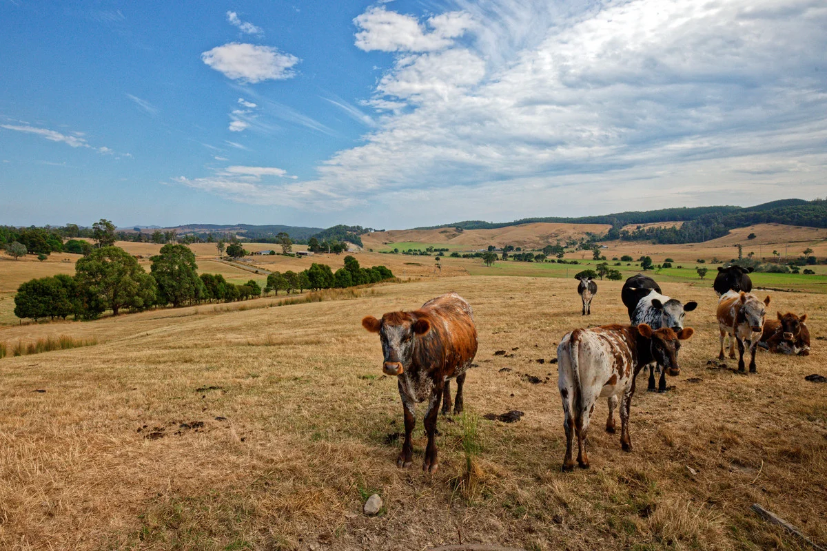 Additional image 4 of 110a Paling Track, Bangor TAS 7267